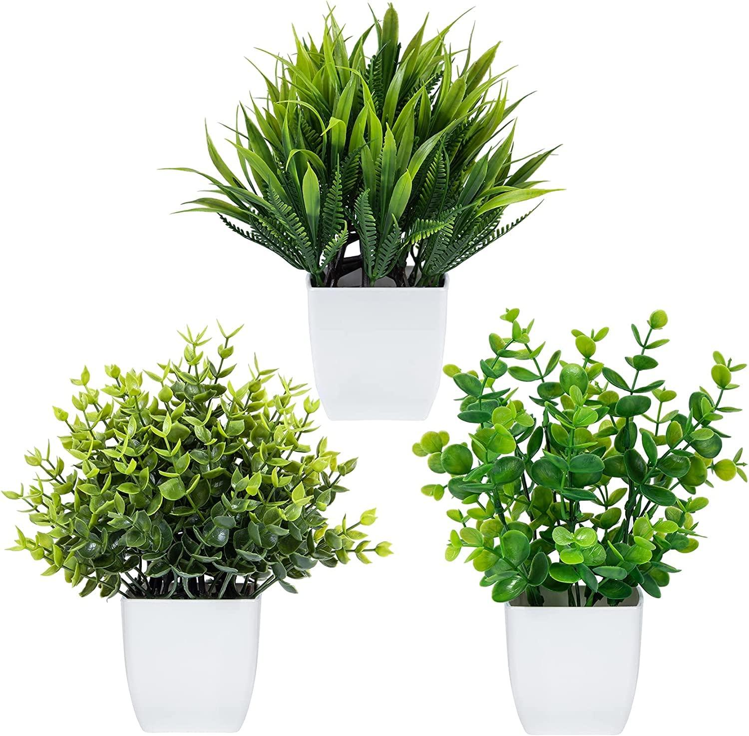 Potted plants